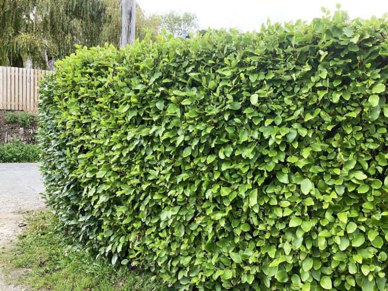 Instant Hedge Griselinia littoralis in trough (100cm long x 70 - 90 cm high x 20 cm deep)